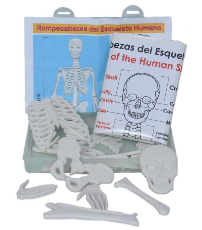 Rompecabezas del humano – Educa